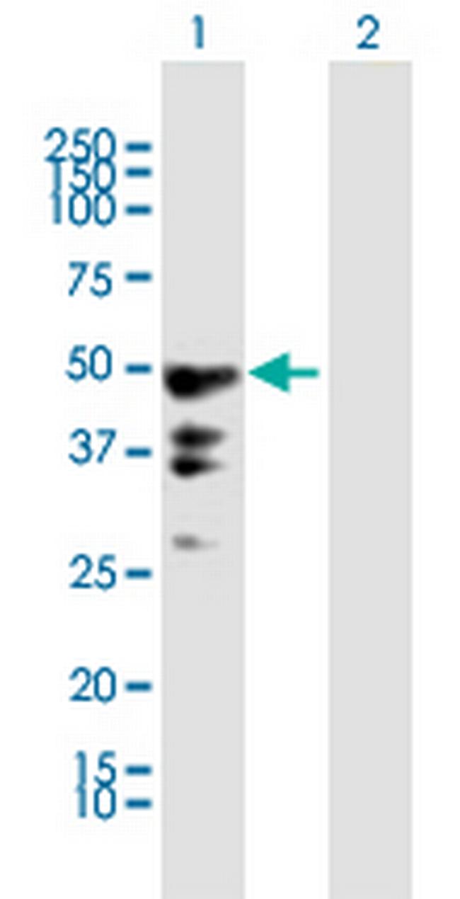 PEG10 Antibody in Western Blot (WB)