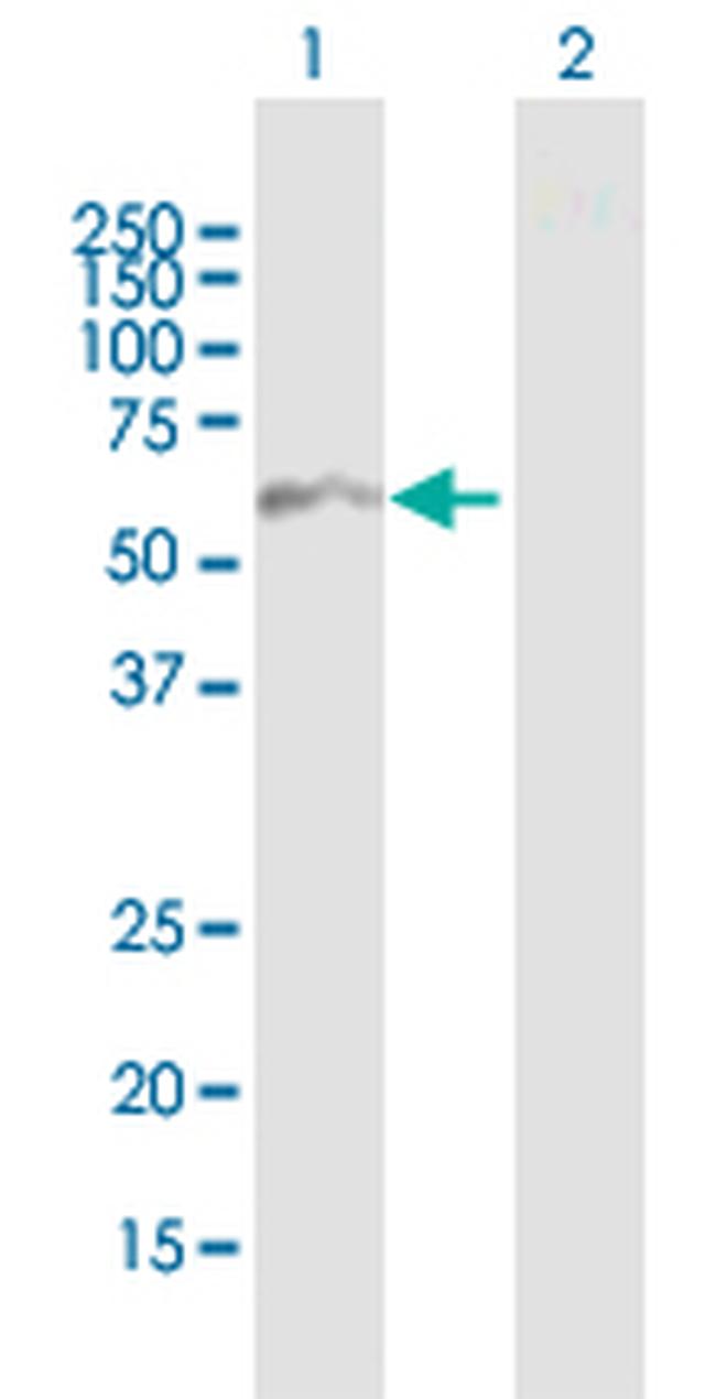 CDC2L6 Antibody in Western Blot (WB)