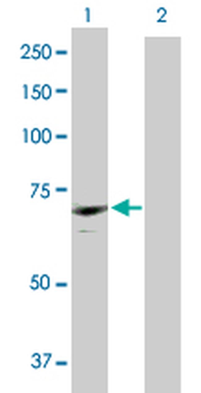CDC2L6 Antibody in Western Blot (WB)