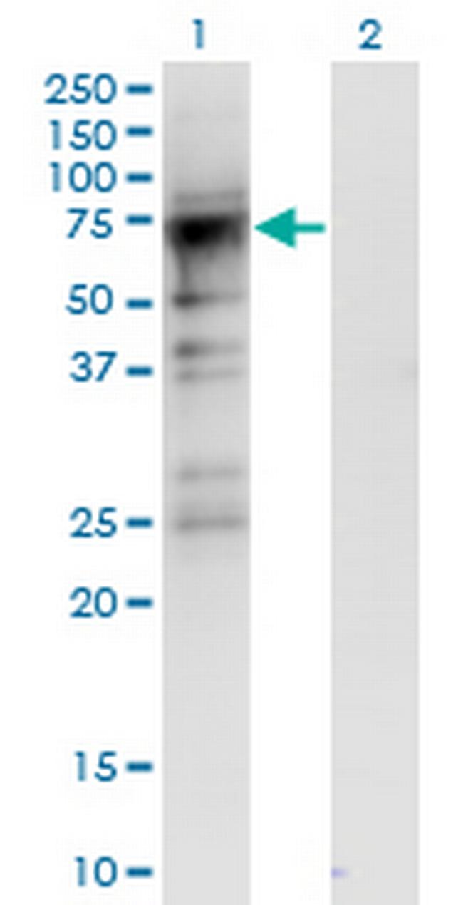CDC2L6 Antibody in Western Blot (WB)