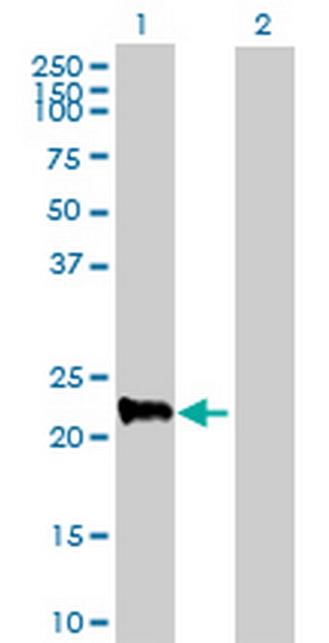 MRPS27 Antibody in Western Blot (WB)