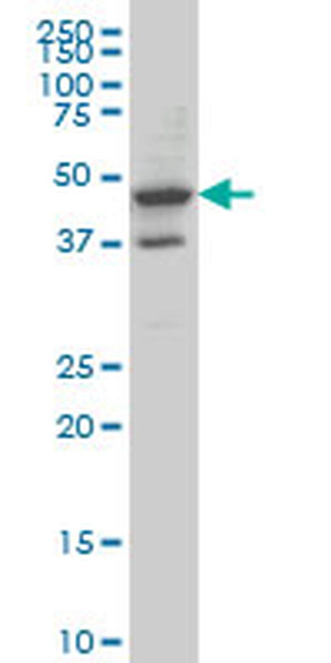 MRPS27 Antibody in Western Blot (WB)