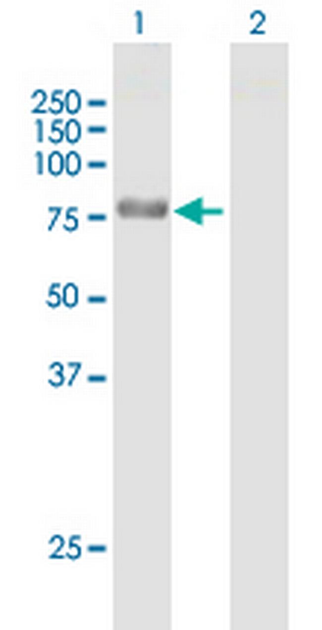 NCDN Antibody in Western Blot (WB)