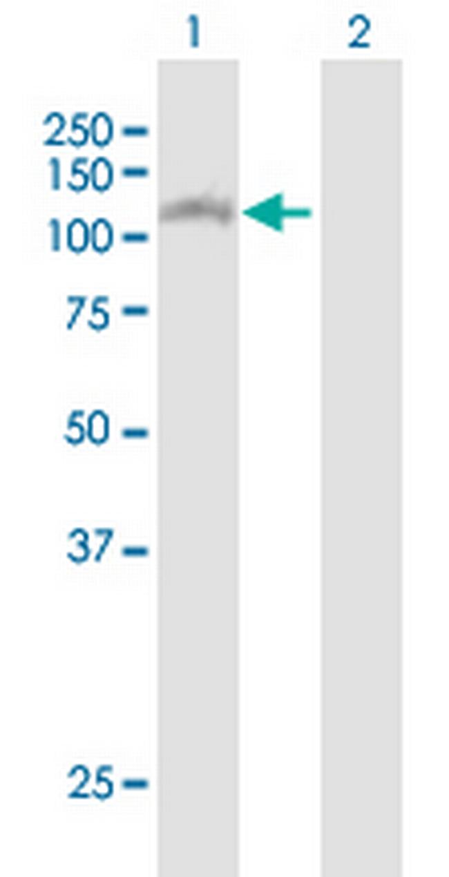 SNX13 Antibody in Western Blot (WB)