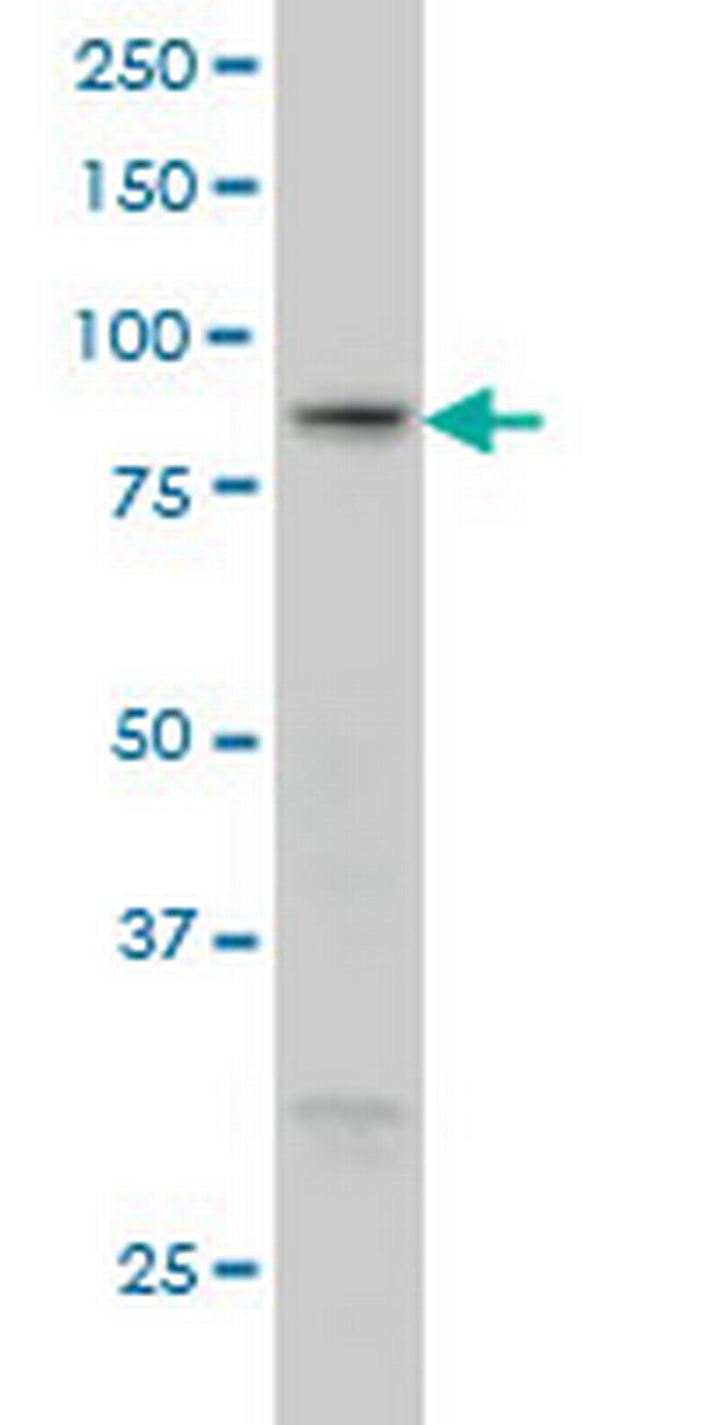RGL1 Antibody in Western Blot (WB)