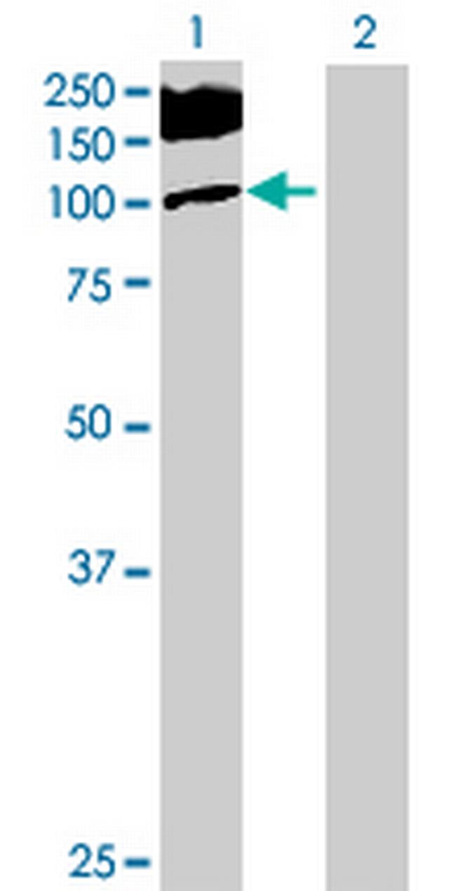 MCF2L Antibody in Western Blot (WB)