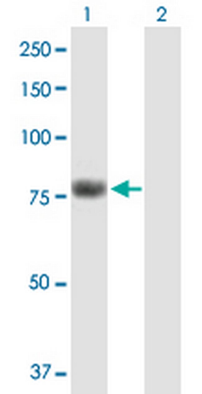 KIAA0323 Antibody in Western Blot (WB)