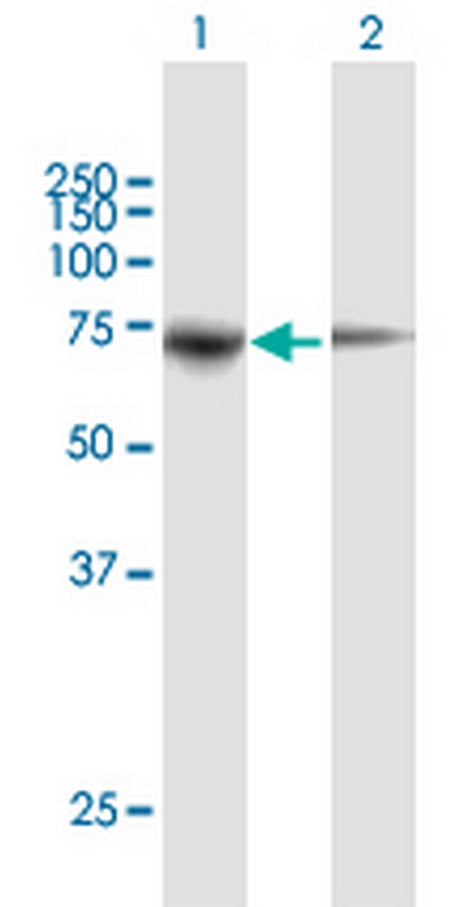 PPWD1 Antibody in Western Blot (WB)