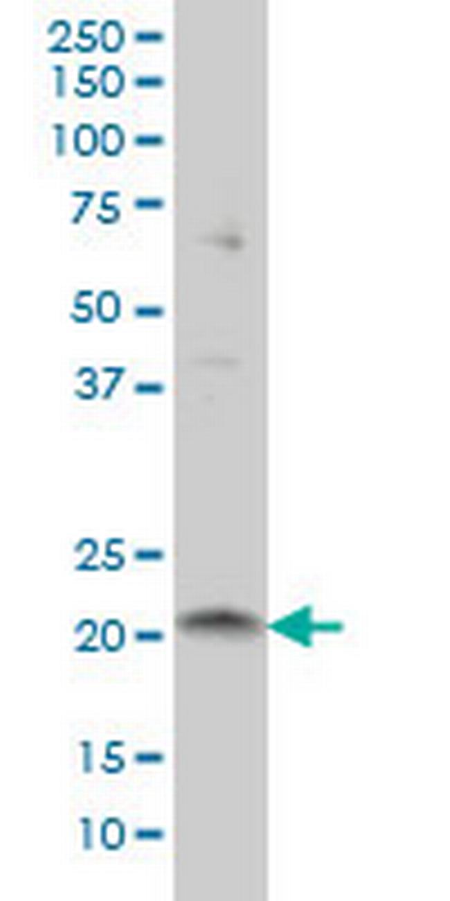 ITGB3BP Antibody in Western Blot (WB)
