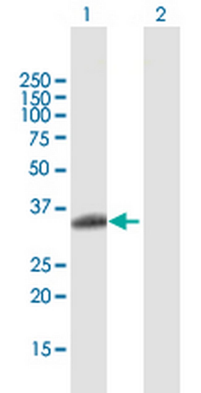 RYBP Antibody in Western Blot (WB)