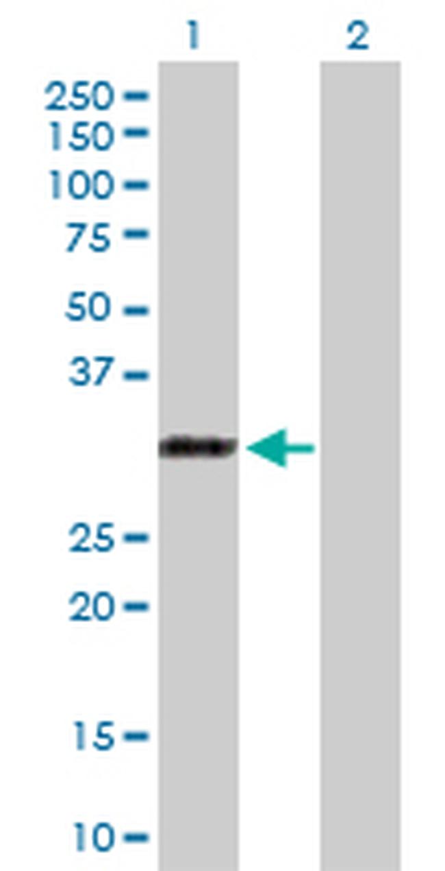 RYBP Antibody in Western Blot (WB)