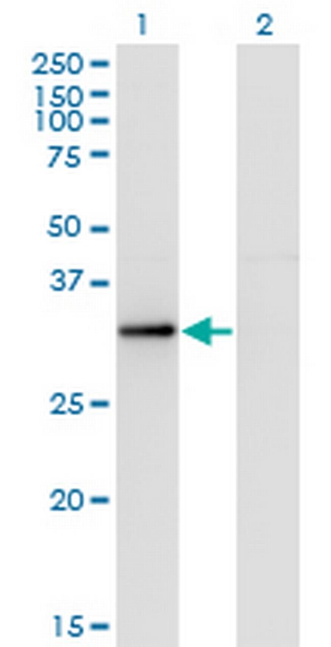 RYBP Antibody in Western Blot (WB)