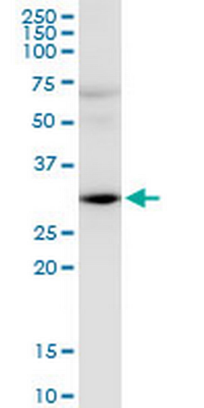 HEY2 Antibody in Western Blot (WB)