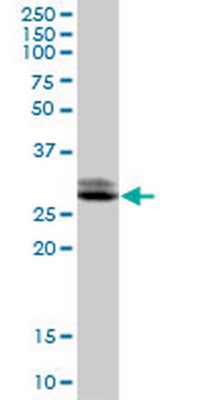 TTC33 Antibody in Western Blot (WB)