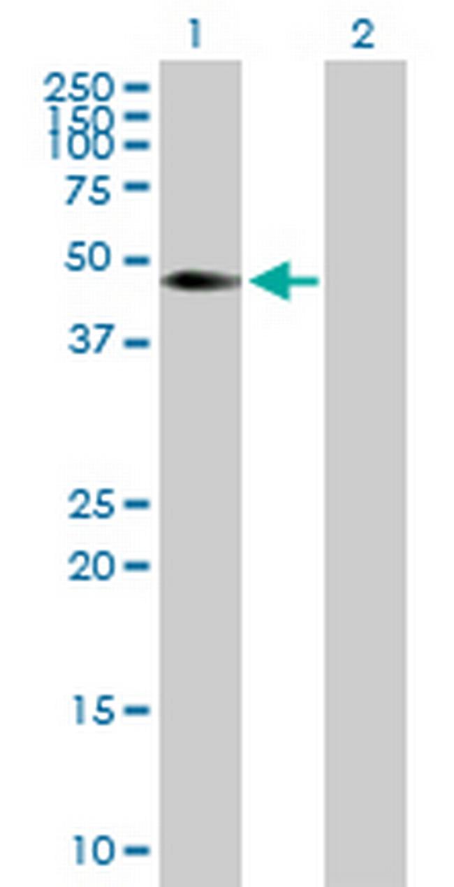 CDC42EP4 Antibody in Western Blot (WB)