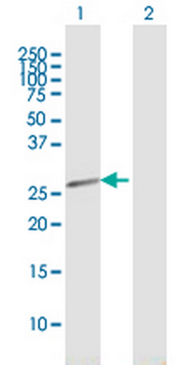 HEBP2 Antibody in Western Blot (WB)