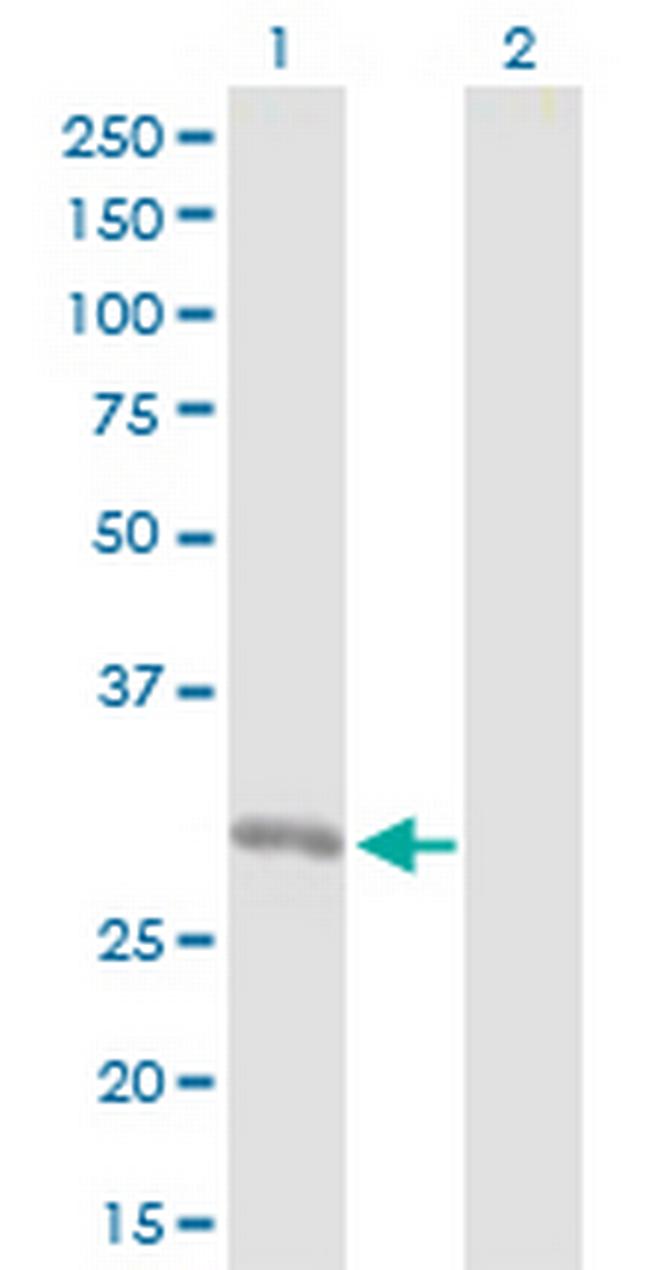 ORC6L Antibody in Western Blot (WB)