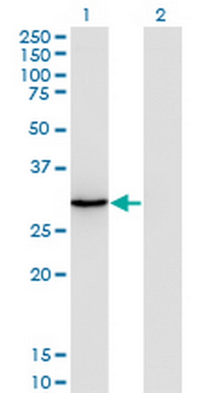 ORC6L Antibody in Western Blot (WB)