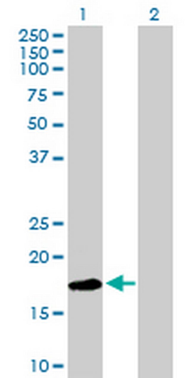 LY96 Antibody in Western Blot (WB)