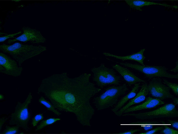 LY96 Antibody in Immunocytochemistry (ICC/IF)