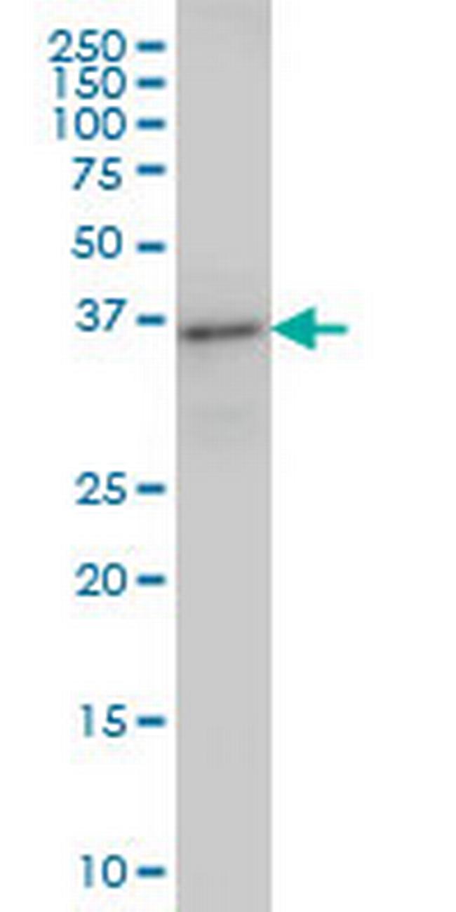 ARFIP2 Antibody in Western Blot (WB)
