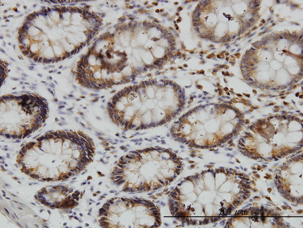 SGKL Antibody in Immunohistochemistry (Paraffin) (IHC (P))
