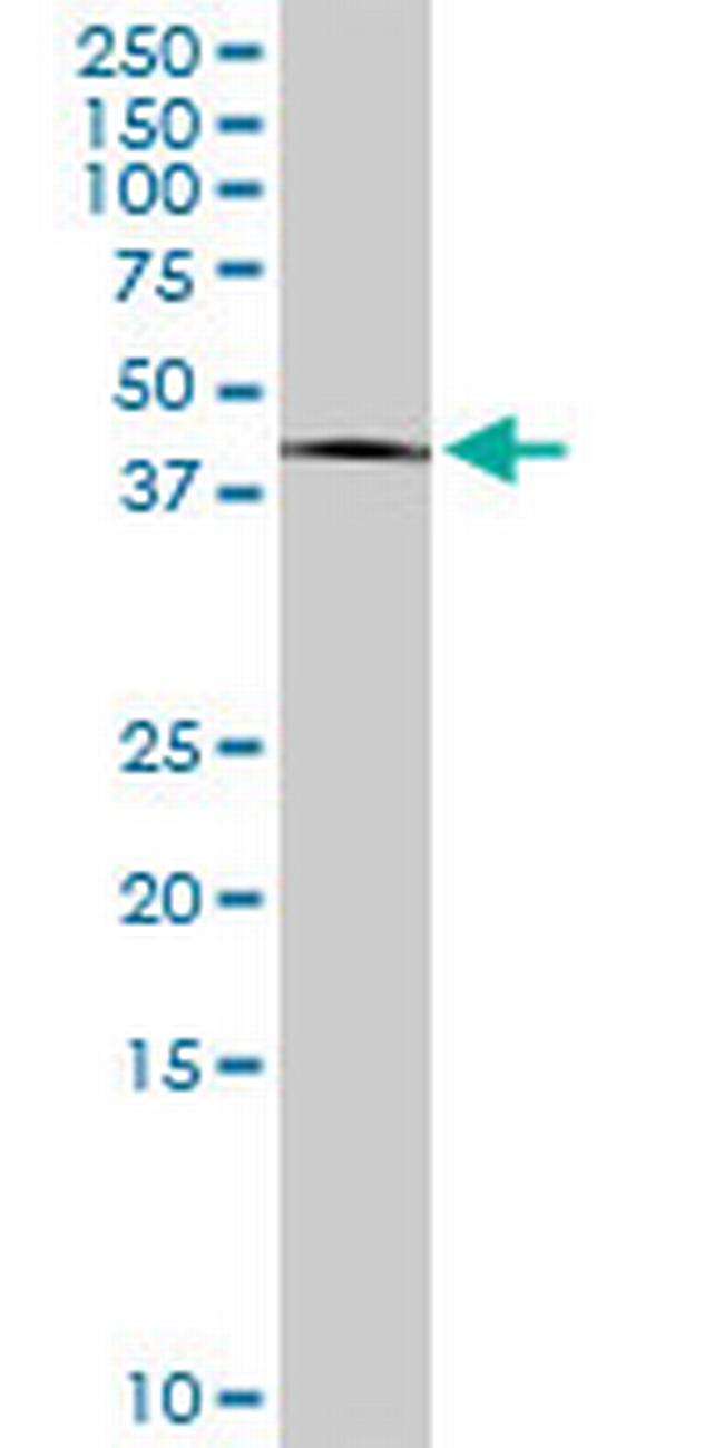 PITPNB Antibody in Western Blot (WB)