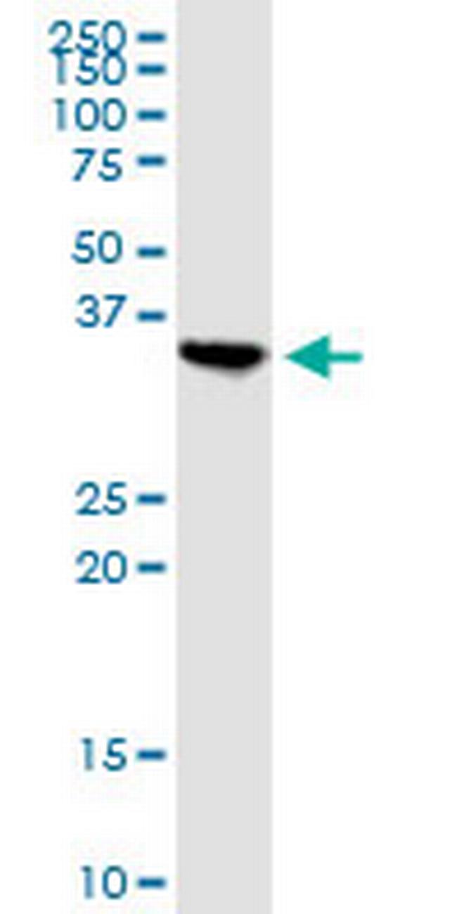 APOL2 Antibody in Western Blot (WB)