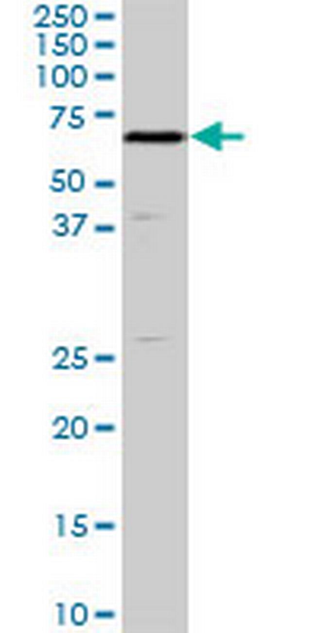 SHC2 Antibody in Western Blot (WB)