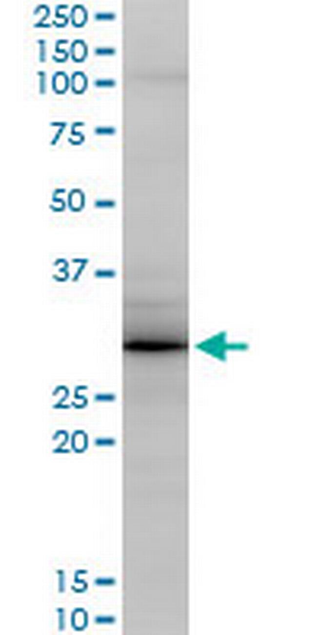 GCA Antibody in Western Blot (WB)