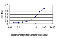 BRMS1 Antibody in ELISA (ELISA)