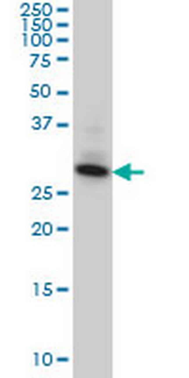 SUMF2 Antibody in Western Blot (WB)