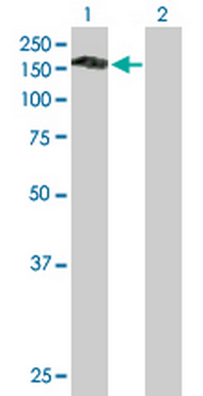 PLEKHG4 Antibody in Western Blot (WB)