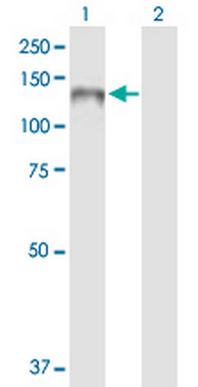 PLEKHG4 Antibody in Western Blot (WB)
