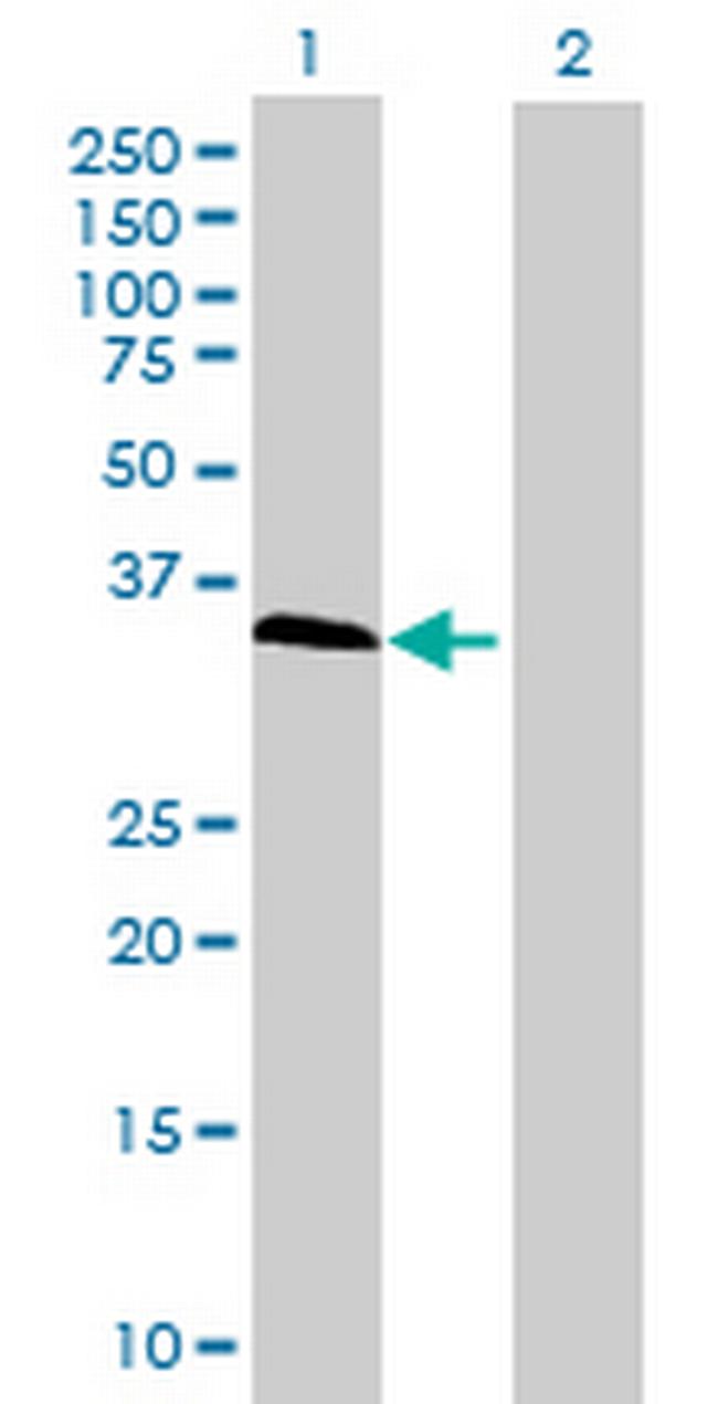 HOM-TES-103 Antibody in Western Blot (WB)