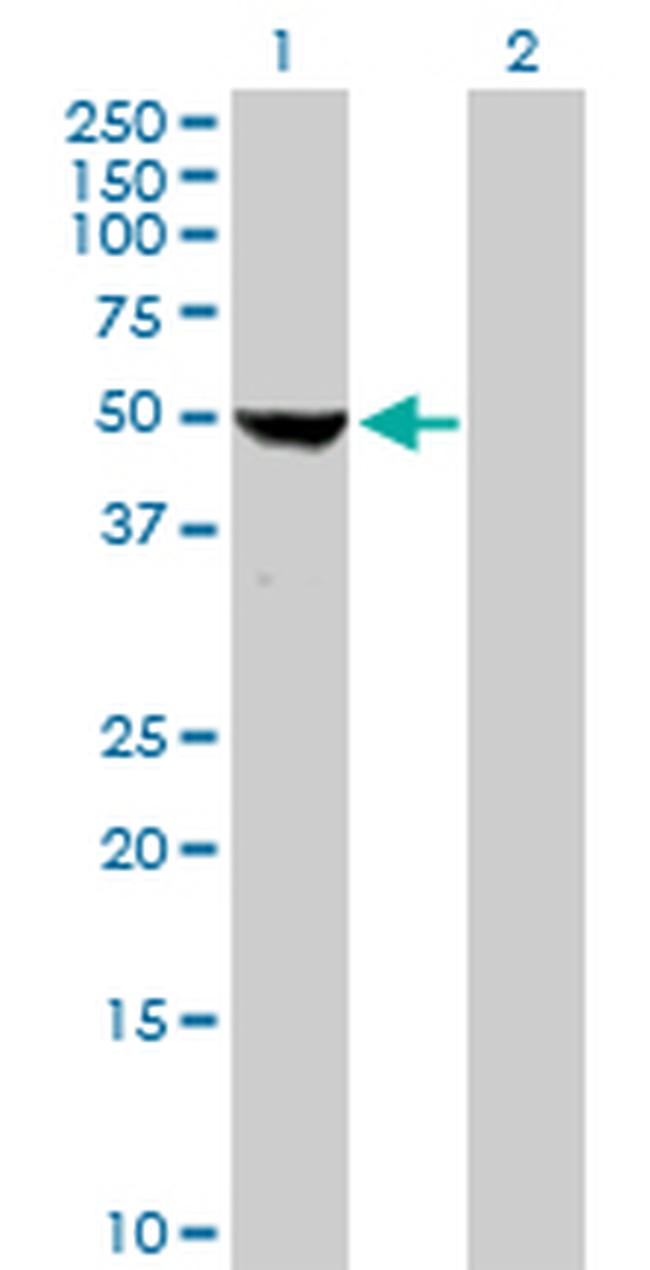 COBRA1 Antibody in Western Blot (WB)