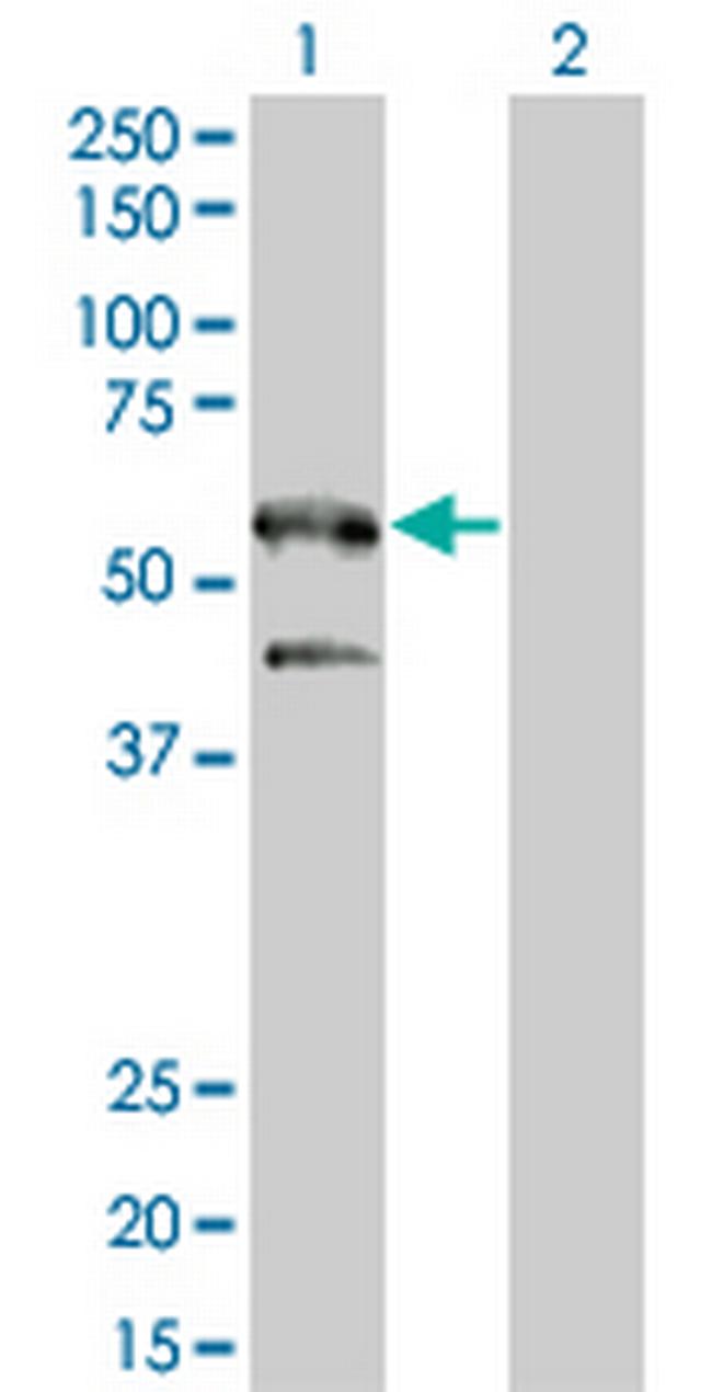 SH2B Antibody in Western Blot (WB)