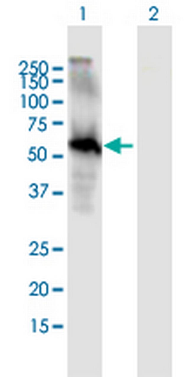 EGFL6 Antibody in Western Blot (WB)