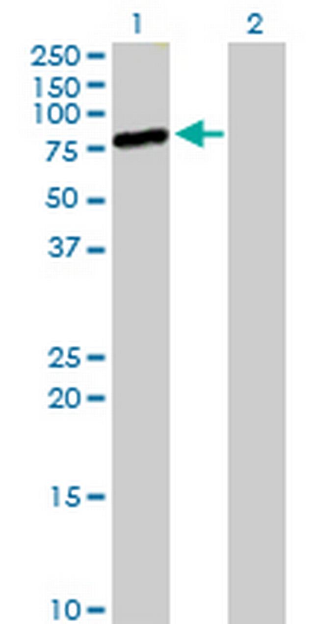 MIZF Antibody in Western Blot (WB)
