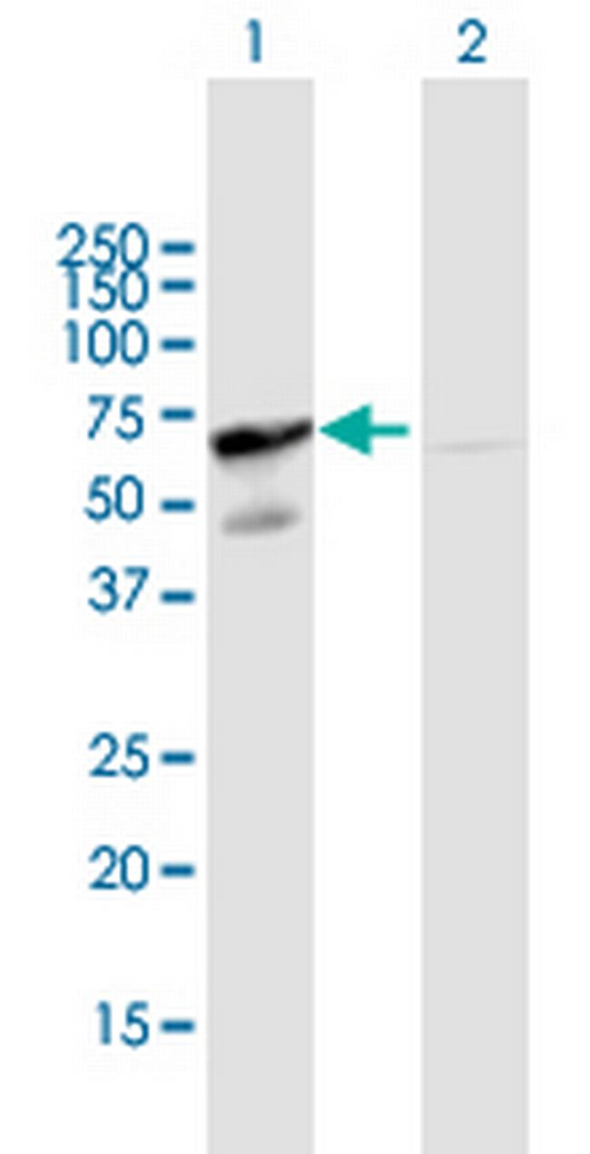 GORASP2 Antibody in Western Blot (WB)