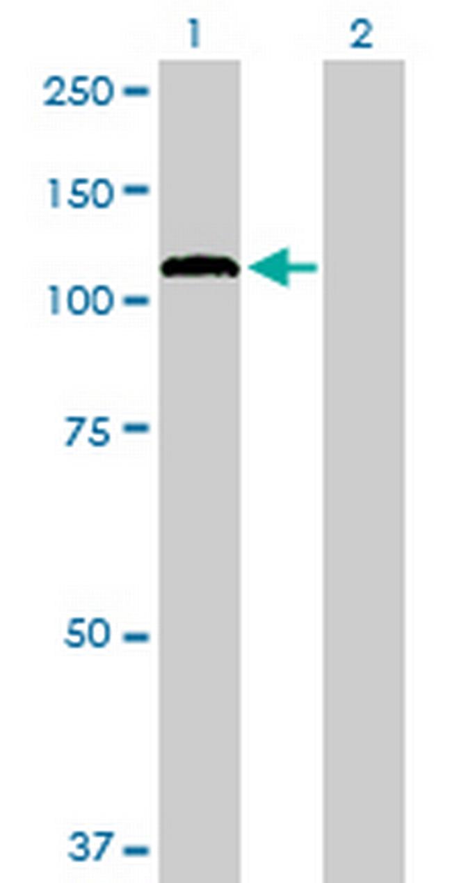 PCDHGA12 Antibody in Western Blot (WB)