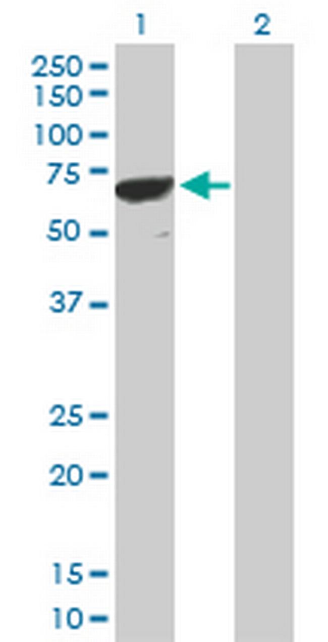 PPP1R16B Antibody in Western Blot (WB)