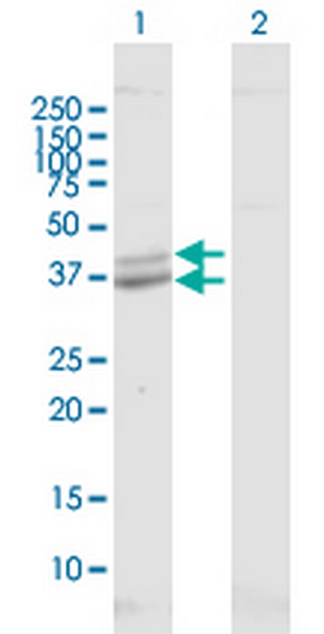 POLDIP2 Antibody in Western Blot (WB)