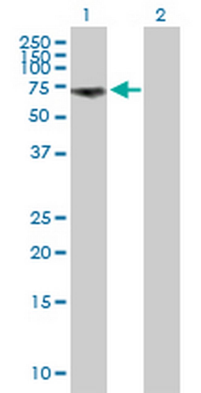 GGA1 Antibody in Western Blot (WB)