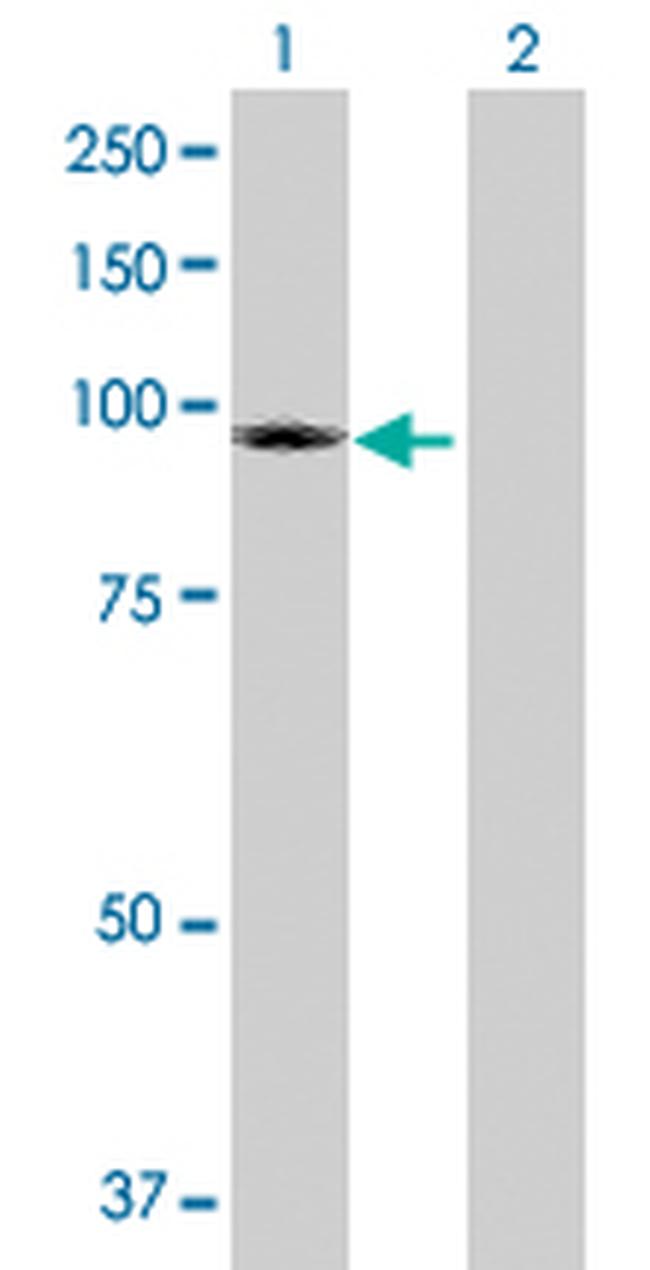 TRPC4AP Antibody in Western Blot (WB)