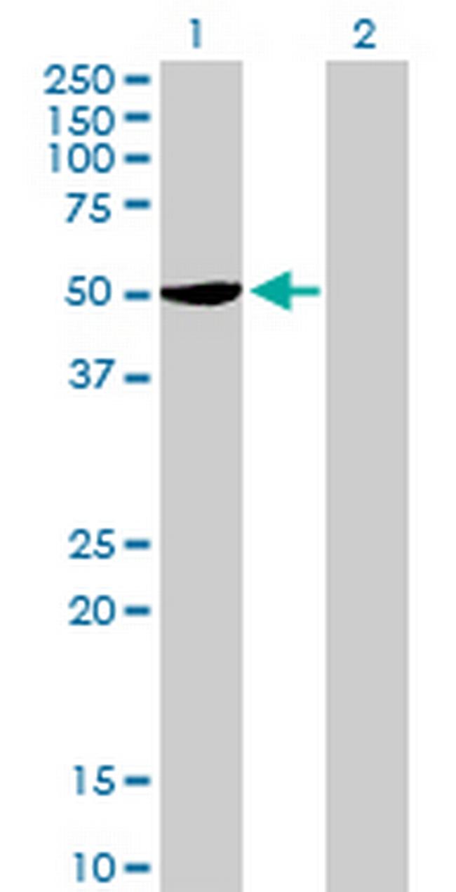 SERBP1 Antibody in Western Blot (WB)