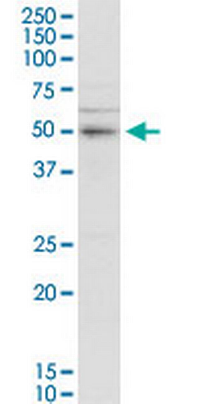 SERBP1 Antibody in Western Blot (WB)