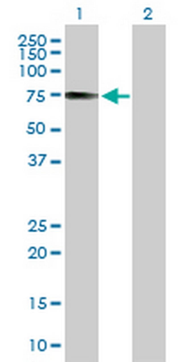 IRF2BP1 Antibody in Western Blot (WB)