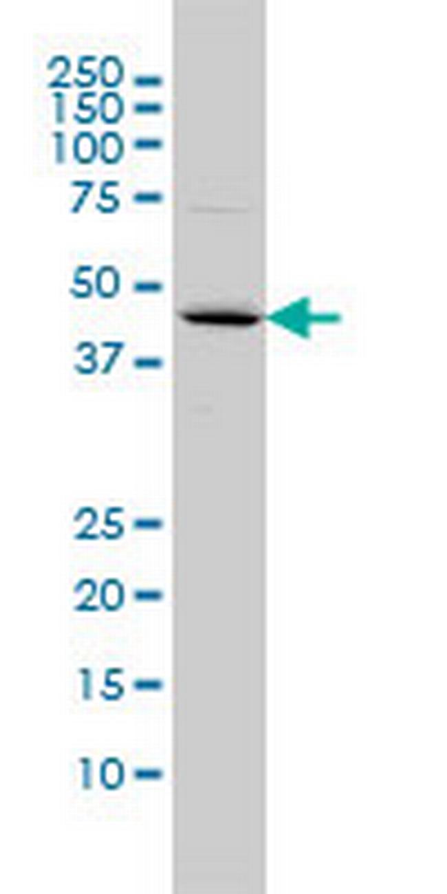 FBXO25 Antibody in Western Blot (WB)