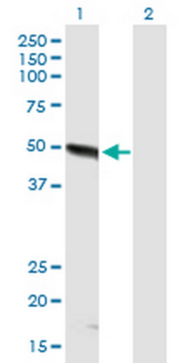 FBXO9 Antibody in Western Blot (WB)